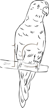 Bird Clipart