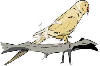 Bird Clipart