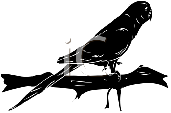 Bird Clipart