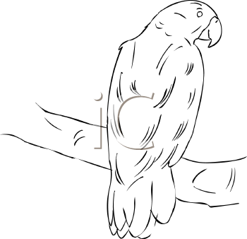 Bird Clipart