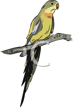 Bird Clipart