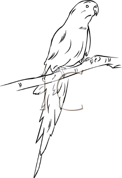 Bird Clipart