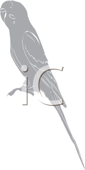 Bird Clipart