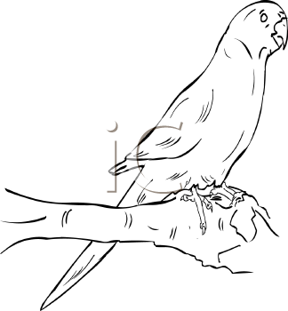 Bird Clipart