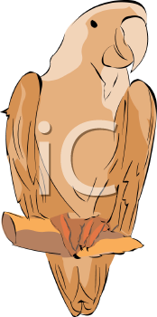 Bird Clipart