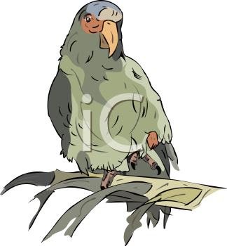 Bird Clipart