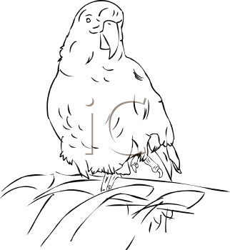 Bird Clipart