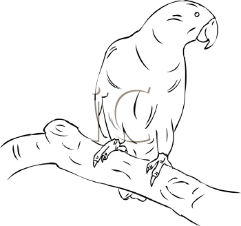 Bird Clipart