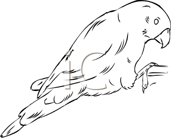 Bird Clipart