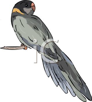 Bird Clipart