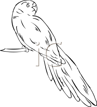 Bird Clipart