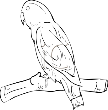 Bird Clipart