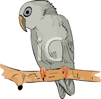 Bird Clipart