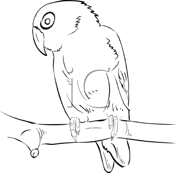 Bird Clipart