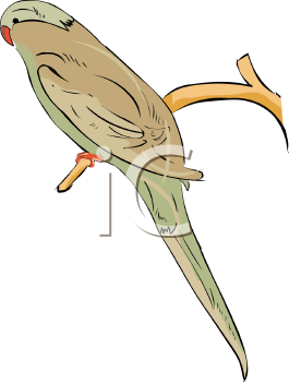 Bird Clipart