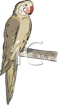 Bird Clipart