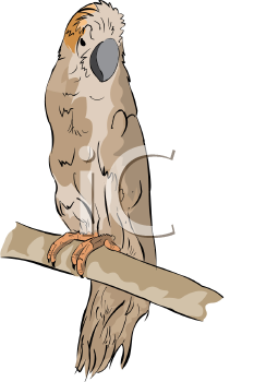 Bird Clipart