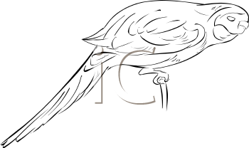 Bird Clipart