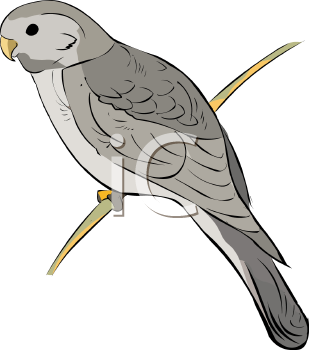 Bird Clipart