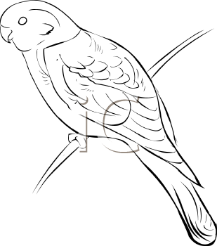 Bird Clipart