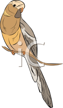 Bird Clipart