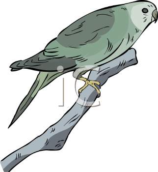 Bird Clipart