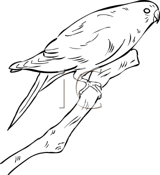 Bird Clipart