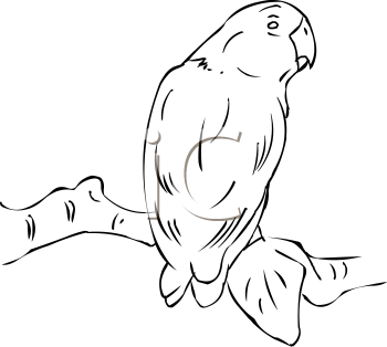 Bird Clipart