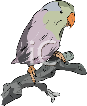 Bird Clipart