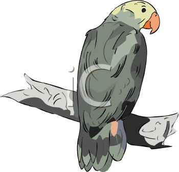 Bird Clipart