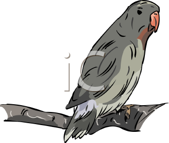 Bird Clipart