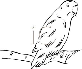 Bird Clipart