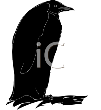 Bird Clipart