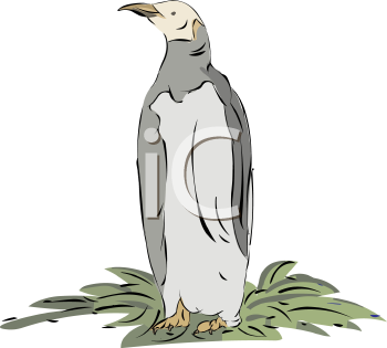 Bird Clipart