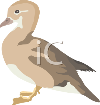 Bird Clipart