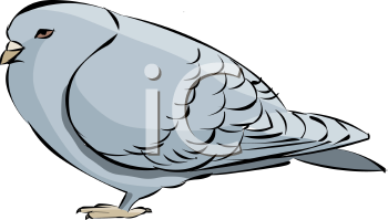 Bird Clipart