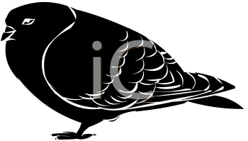 Bird Clipart