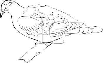 Bird Clipart