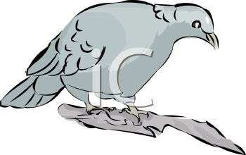 Bird Clipart