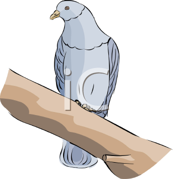 Bird Clipart