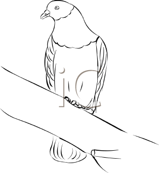 Bird Clipart