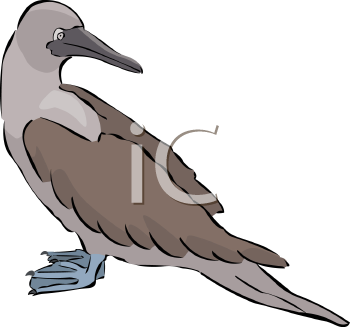 Bird Clipart