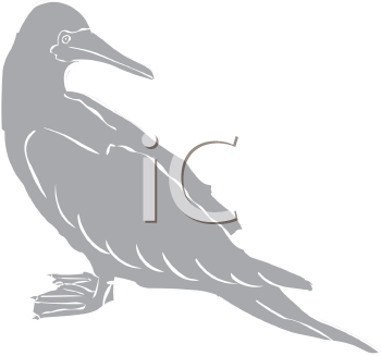 Bird Clipart