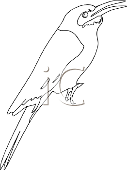 Bird Clipart