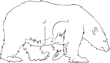 Bear Clipart