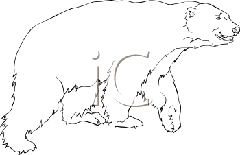 Bear Clipart