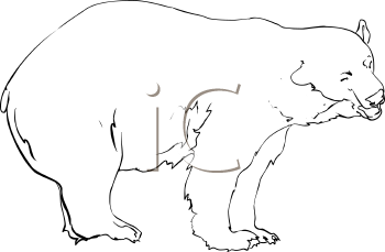 Bear Clipart