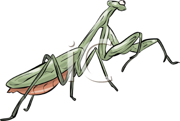 Insect Clipart