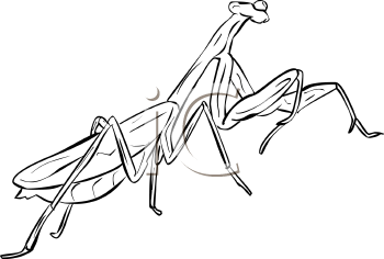 Insect Clipart