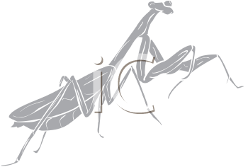 Insect Clipart